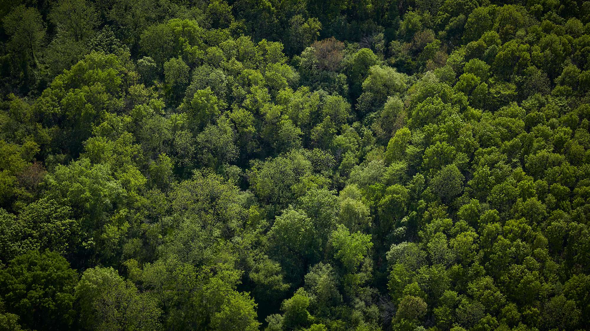 Trees in McHenry County
